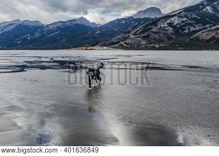 Portuguese Water Dog Running On A Lake Bed In The Mountains At Jasper National Park In Alberta, Cana