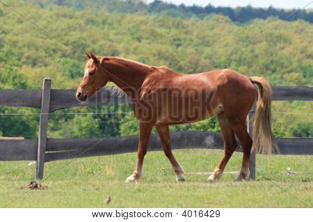 Stable