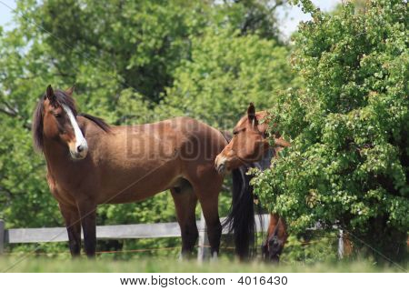 Stable