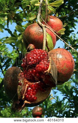 Rode Pomegranades