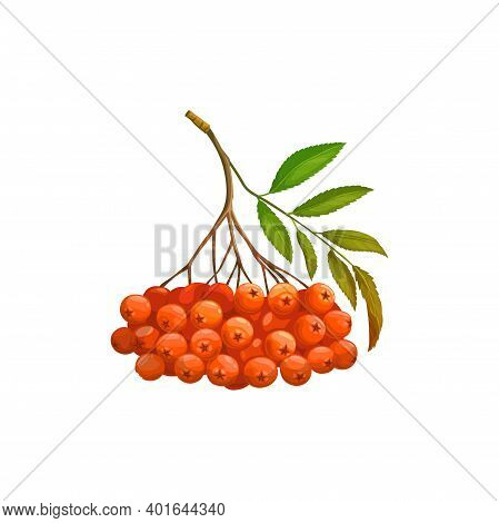 Rowanberry Fruits Or Rowan Berries Icon, Food From Farm Garden And Wild Forest, Vector Isolated. Row