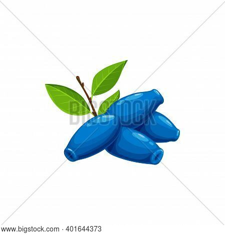 Honeysuckle Berries Fruits, Food From Farm Garden And Wild Forest, Vector Flat Isolated Icon. Honeys