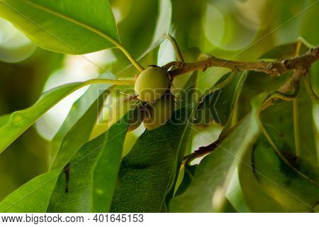 Medlar Harbal From Sapotaceae Or Mimusops Elengi Fruit