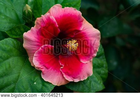 Red And Off White Joba Or Red Colorful Big Hibiscus Rosa-sinensis