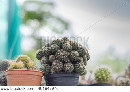 Close Up Of Cattus In Potted In Garden