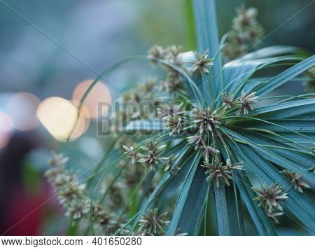 Rhapis Humilis Blume, Palmae, Reed Rhapis, Slender Lady Palm Soft Green Flower Blooming On Burred Of