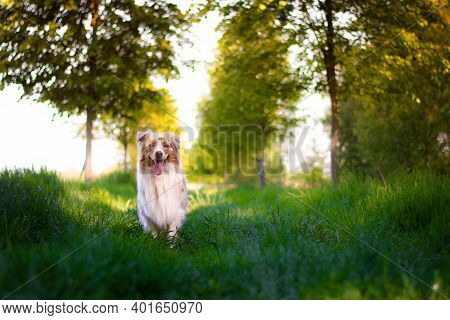 Beautiful Red Merle Australian Shepherd Dog Standing Between Green Trees In The Sunny Day.
