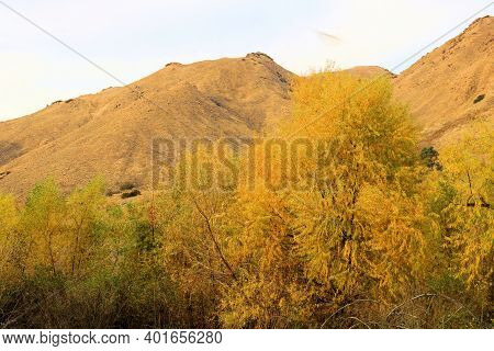 Willow Tree Leaves Changing Colors During Autumn On A Creekbed At A Riparian Woodland With Barren Hi