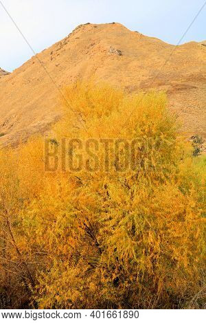 Willow Tree Leaves Changing Colors During Autumn On A Creekbed At A Riparian Woodland With Barren Hi