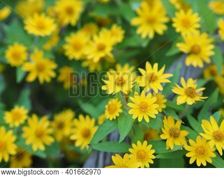 Common Daisy, Bellis Perennis, Dahlberg Daisy, Gold Carpet, Golden Fleece, Butter Daisy, Day's Eye,t