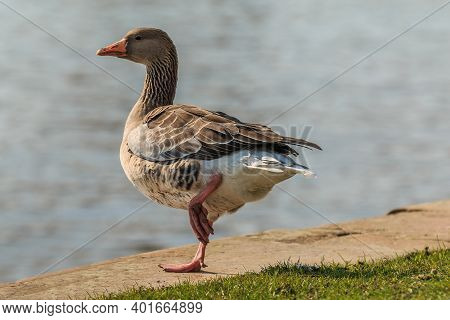 Greylag Goose With Angled Leg On The Bank Of The River Main. Water Bird On Green Meadow In Sunshine.
