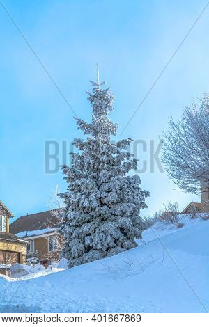Lush Evergreen Tree With Forsted Leaves On A Snow Covered Slope In Winter