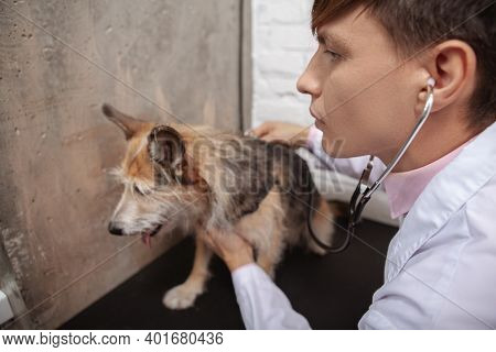 Close Up Of A Male Vet Using Stethoscope, Examining Mixed Breed Shelter Dog At His Clinic