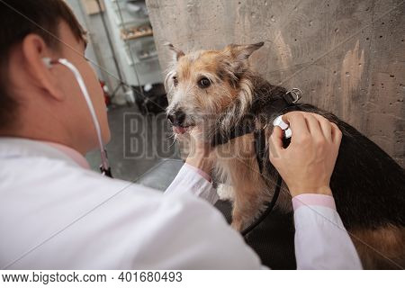Funny Shelter Dog Showing His Tongue, Looking To The Camera During Medical Examination At Veterinary