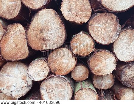 A Stack Of Cut And Sawn Timber In A Logpile