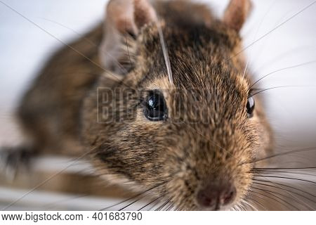 Close up view of chilean squirrel degu