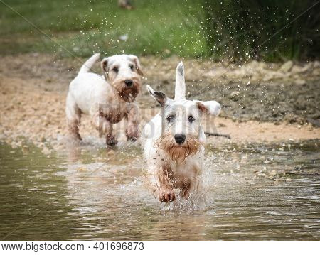 Two White Sealyham Working Terrier Dogs Running Towards Camera Across A River
