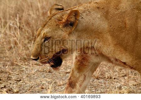 Kanlı Lioness Head Shot