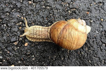 Small Garden Snail In Shell Crawling On Wet Road, Slug Hurry Home. Snail Slug Consist Of Edible Tast