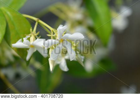 Star Jasmine Flowers - Latin Name - Trachelospermum Jasminoides