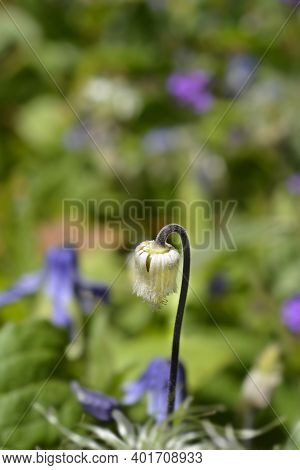 Clematis Hendersonii Seed Head - Latin Name - Clematis Integrifolia Hendersonii