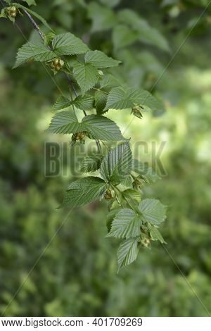 Black Jet-bead Branch - Latin Name - Rhodotypos Scandens