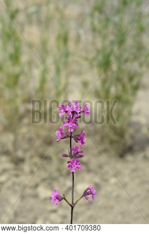 Sticky Catchfly Pink Flowers - Latin Name - Lychnis Viscaria (silene Viscaria)