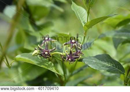 Silkvine Flowers - Latin Name - Periploca Graeca
