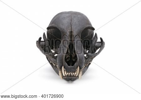 Close-up Of A Cat Skull Grin Isolated On A White Background.
