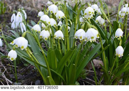White Summer Snowflake Flowers (leucojum Aestivum) With Green Spots On The Petals, Bell-shaped Flowe