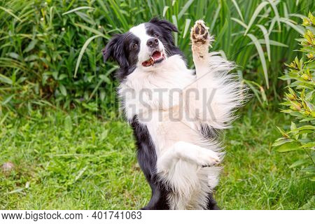 Outdoor Portrait Of Cute Smiling Puppy Border Collie Sitting On Grass Park Background. Little Dog Wi
