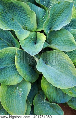 Lush green foliage of decorative plant Hosta (Funkia) with water drops on leaves after rain.