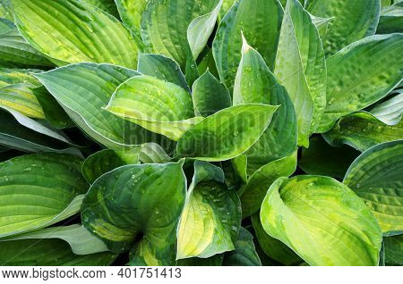 Lush green foliage of decorative plant Hosta (Funkia) with water drops on leaves after rain.