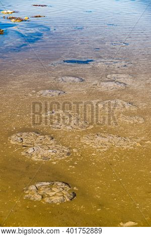 These Rock Like Structures Stromatolites On The Edge Of Lake Thetis Are Built By Micro Organisms Too