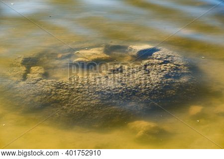 These Rock Like Structures Stromatolites On The Edge Of Lake Thetis Are Built By Micro Organisms Too