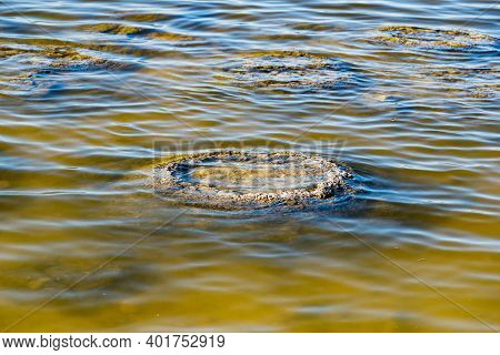 These Rock Like Structures Stromatolites On The Edge Of Lake Thetis Are Built By Micro Organisms Too