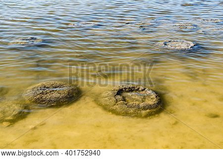 These Rock Like Structures Stromatolites On The Edge Of Lake Thetis Are Built By Micro Organisms Too