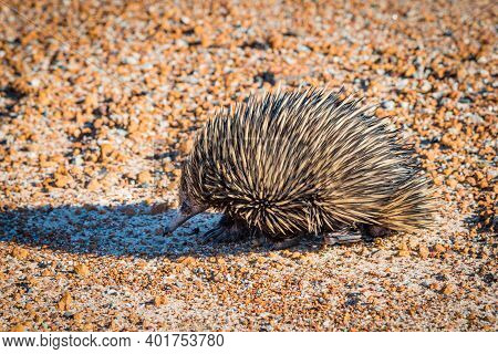 Echidnas, Sometimes Known As Spiny Anteaters, Belong To The Family Tachyglossidae In The Monotreme O