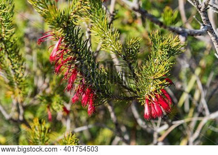 In Western Australia, Lesueur National Park Erupts Into Colour In Late Winter And Spring As The Park