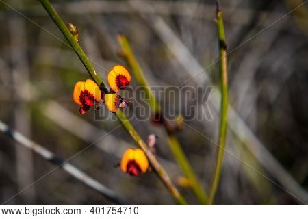 In Western Australia, Lesueur National Park Erupts Into Colour In Late Winter And Spring As The Park