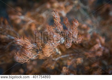 In Western Australia, Lesueur National Park Erupts Into Colour In Late Winter And Spring As The Park