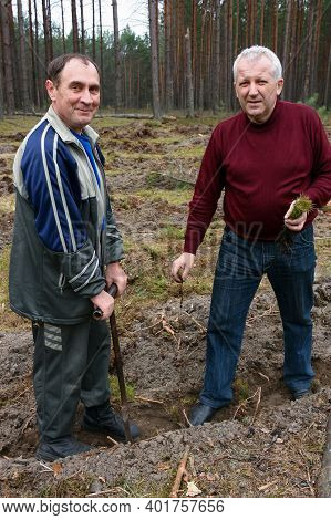 Gorodok, Volyn / Ukraine - 01 April 2011: Two Men Planting A Pine Seedling Using A Special Tool