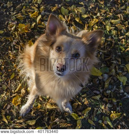 Top View Of Cute Red Mixed Breed Puppy Sitting In An Autumn Park Against Backdrop Of Bright Fallen M