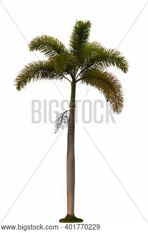 Royal Palm(roystonea Regia),it Is A Palm In The Arecoideae Subfamily With A White Background Scene.