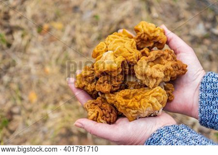 Human Hands Holding Bunch Of Morel Mushrooms Gathered In Early Spring In European Forest. Gyromitra