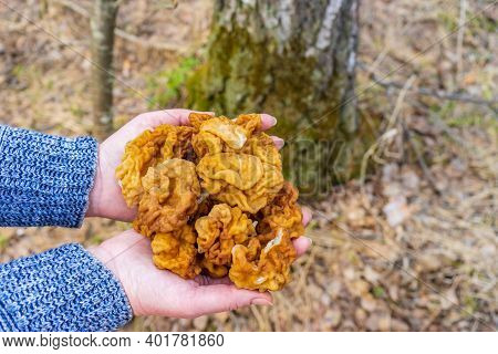 Human Hands Holding Bunch Of Morel Mushrooms Gathered In Early Spring In European Forest. Gyromitra