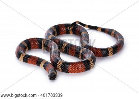 Adult Female Pueblan Milk Snake Aka Lampropeltis Triangulum Campbelli Snake, Isolated On A White Bac