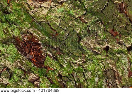 Old Tree Bark Texture With Green Litchen Moss. Natural Wood Pattern