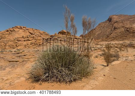 Milk Bush, Euphorbia Gregaria, At Spitzkoppe, Erongo, Namibia