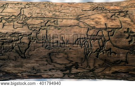 Wood Pattern From The Activity Of Bark Beetle